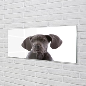 Panel szklany do Kuchni Portret Brązowego Psa