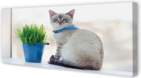 Fotoobraz na płótnie Dostojny Siedzący Kot