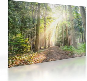 Obraz na szkle ścieżki w lesie (70x50 cm)