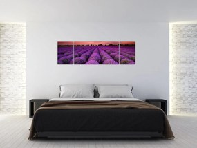 Obraz - Pole lawendy (170x50 cm)
