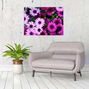 Obraz - Kwiaty (70x50 cm)