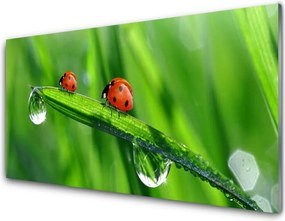 Szkło do Kuchni na Ścianę Biedronka w Porannej Rosie