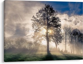Obraz drzewa we mgle (70x50 cm)