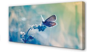 Obraz drukowany na płótnie Barwny Motyl