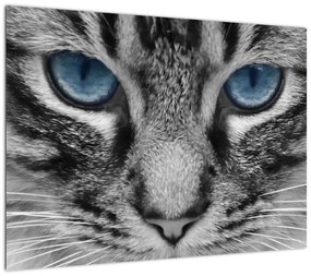 Obraz na szkle kota (70x50 cm)