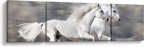 Obraz - Białe konie zimą (170x50 cm)