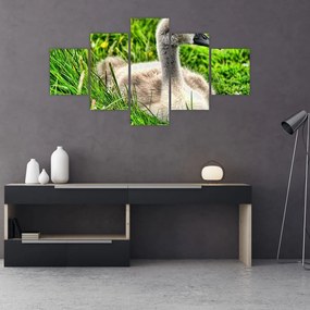 Obraz - mały łabędź w trawie (125x70 cm)