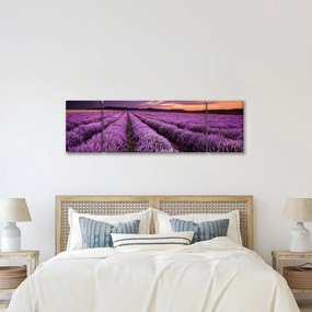 Obraz - Pole lawendy o zachodzie słońca (170x50 cm)