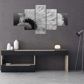 Obraz dmuchawca, czarno - biały (125x70 cm)