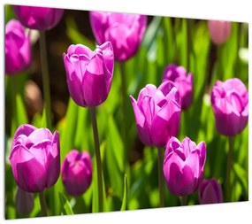 Obraz tulipanów na łące (70x50 cm)