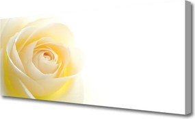Obraz drukowany na płótnie Szlachetna Róża w Pełni