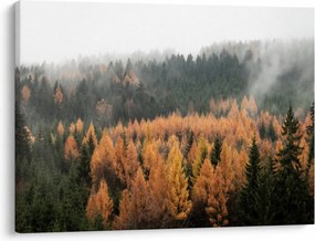 Obraz - Jesienny las (70x50 cm)