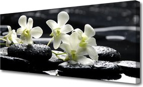 Obraz na płótnie Storczyk na Gładkich Kamieniach