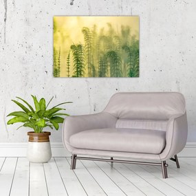 Obraz na szkle - Szczegół wiosennej mglistej przyrody (70x50 cm)