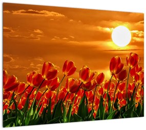 Obraz kwitnącego pola z tulipanami (70x50 cm)