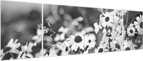 Obraz - Stokrotki (170x50 cm)