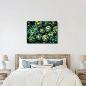 Obraz na szkle - Kaktusy (70x50 cm)