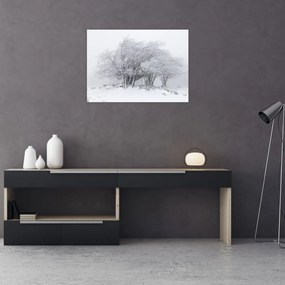 Obraz - Biała zima (70x50 cm)