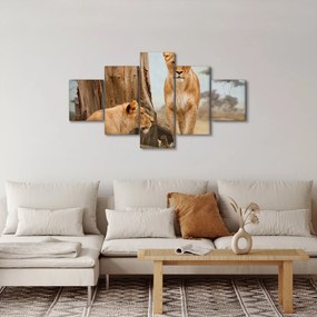 Obraz - dwie lwice (125x70 cm)