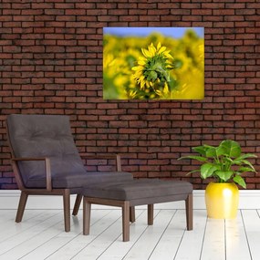 Obraz na szkle słonecznika (70x50 cm)