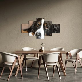 Obraz psa (125x70 cm)