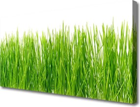 Fotoobraz na płótnie Naturalny Dywan Zieleni