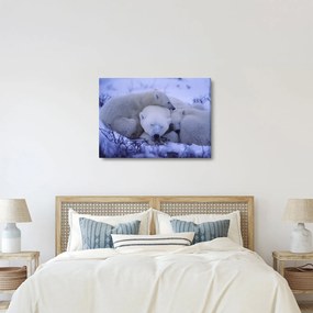 Obraz - Niedźwiadki polarne (70x50 cm)