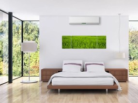 Obraz trawy (170x50 cm)