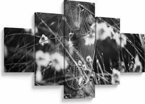 Obraz - Pajęczyna na łące (125x70 cm)