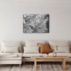 Obraz - Las świerkowy (70x50 cm)