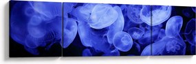 Obraz - Meduzy (170x50 cm)