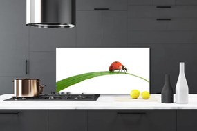 Panel Kuchenny Mała Biedronka W Trawie