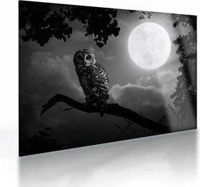 Obraz na szkle - Nocna sowa, czarno-biały (70x50 cm)