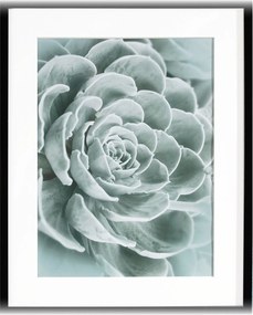 Obraz Succulents I 40x50cm