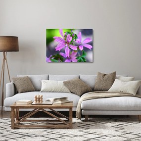 Obraz na szkle - zbliżenie kwiatu (70x50 cm)
