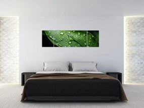 Obraz - Liść po deszczu (170x50 cm)