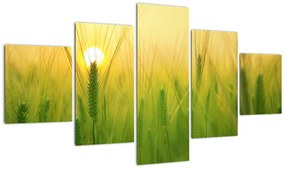 Obraz pola ze zbożem (125x70 cm)