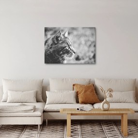 Obraz - Kot (70x50 cm)