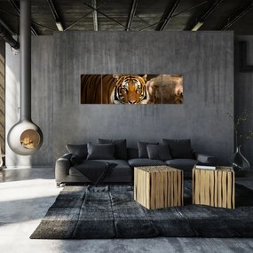 Obraz tygrysa (170x50 cm)