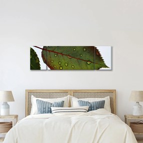 Obraz - Liść róży (170x50 cm)
