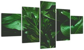 Obraz - Liście palmowe (125x70 cm)