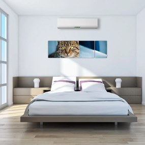 Obraz - Kot domowy (170x50 cm)