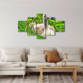Obraz - mały łabędź w trawie (125x70 cm)