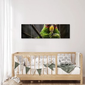 Obraz papugi (170x50 cm)