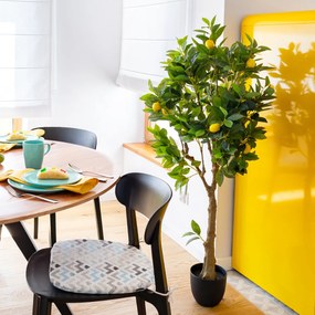 Drzewko Cytrynowe 146cm