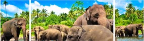 Obraz - Słonie, Sri Lanka (170x50 cm)