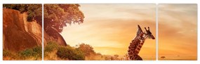 Obraz - Żyrafy w Afryce (170x50 cm)