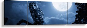 Obraz - Nocna Sowa (170x50 cm)