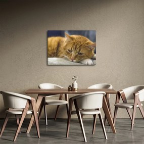 Obraz kota (70x50 cm)