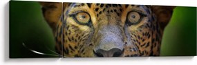 Obraz - Portret lamparta, Sri Lanka (170x50 cm)